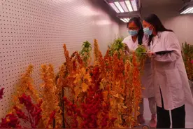 盐碱地上的彩色精灵——盐地藜麦扎根黄河入海口图片