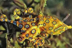 火锅店惊现“剧毒”章鱼，美国评其为世界第三毒，蓝环章鱼是啥？图片