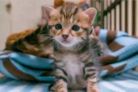 广州老太意外捡到受伤猫崽，当宠物养大后，或将面临牢狱之灾！图片