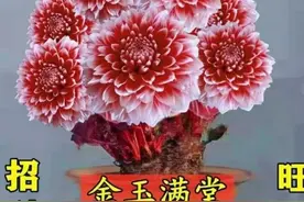 打假，网上购买绿植，你上当了么？这些都是不存在的假花图片