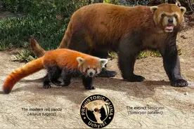 这些动物与它们祖先的对比照，差得不止一星半点啊图片