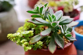 夏天多肉“莫名”掉叶，管住手，做2步，才能保证不化水图片