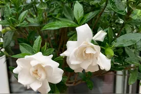 “泥疙瘩”栀子花难养好，试试“这招”，才能叶绿花多图片