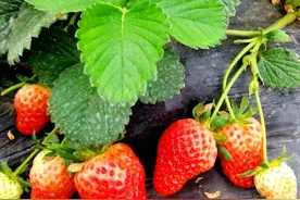 摘草莓时惊蛇图片