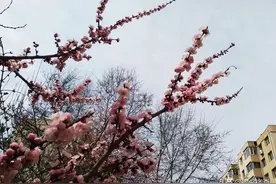 长春市第十三批“无疫小区”名单公布图片