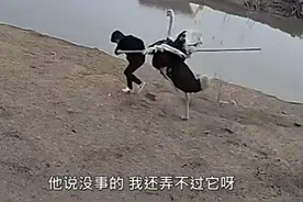 江苏男子去亲戚家拿蛋，反被看门鸵鸟暴揍！男子：我还弄不过它？图片