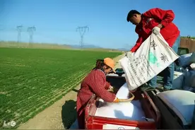 尿素错误撒施就等于撒钱？很多人做错了，教你3招，肥效提高3倍！图片