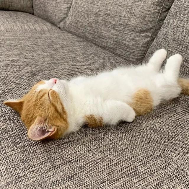 猫咪出门喜欢在地上打滚?