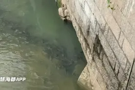 惊呆！福州内河大量罗非鱼聚集 专家：正常现象，切勿捕捞食用图片