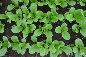 家庭种植蔬菜，只要掌握四个小窍门，出苗又齐又壮，长势旺盛图片