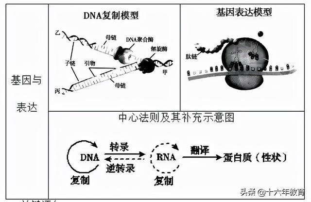 高中生物三年必背知识最全汇总（建议打印）