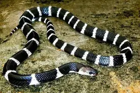 我国蛇类分布最多的省——云南省图片