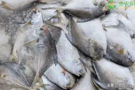 银鲳鱼价格多少钱一斤？银鲳鱼能养殖吗？银鲳鱼和金鲳鱼的区别？图片