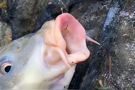 玉米钓鲤鱼的4个误区：很多人第一步就错了，也难怪鱼不吃图片