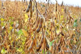 农户种植大豆和花生，可以节省化肥投资，有3个误区需要弄清楚图片