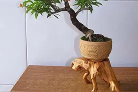 家庭盆景还是“小石榴”有价值，全年花期高达150天，花果可并存图片