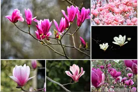 玉兰花那么美，当然拍不够，玉兰花摄影技巧学起来吧图片