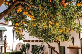 “家里有果树，十家有九富”，这4种随便一养，就是“旺家宝”图片