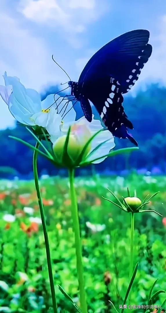 一束鲜花，醉蓝天