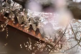 俗语“院中不栽三树，客厅莫挂三物”分别指的是哪些？图片