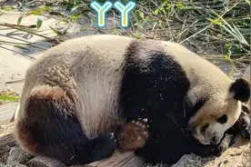 熊猫丫丫回来了：那吃竹子的熊猫，是怎样在自然界中生存下来的？图片