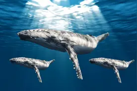 你听过鲸落吗？它对海洋做出了怎样的贡献，看完你就明白了图片