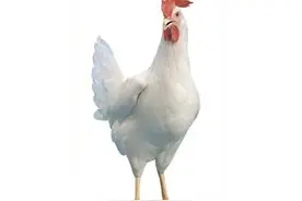 鸡的品种与分类——居然有这么多品种？图片