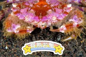 世界上最毒的螃蟹图片