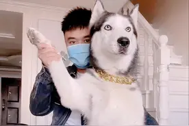 二哈奥斯卡：全网唯一被主人逼疯的狗，获赞超1亿，它能有多像人图片