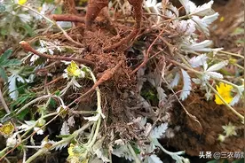 地下的“鸡腿”，以前农村娃当零食吃，如今城里人当“人参”收购图片