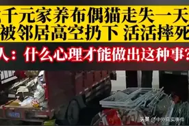 布偶猫走失一天后，被邻居套塑料袋从高空扔下，活活摔死图片