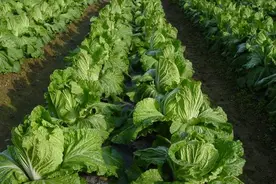 “头伏萝卜二伏菜”，马上就要到头伏了，萝卜和白菜什么时候种？图片