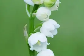 铃兰花一一幸福再来图片