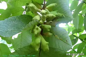 五倍子：敛肺降火，涩肠止泻的中药蜂蜜，孕妇也可以用图片