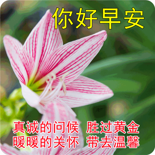 12月10日最美早上好问候片,新的一天早安心语正能量