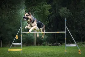 去大学里养狗，到底是多少人的潮流梦想？图片