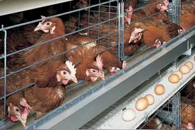 超级蛋鸡364天可产371枚蛋，12个月后鸡冠苍白、羽毛脱落被迫下岗图片