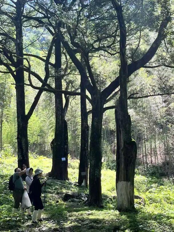 黄山奇遇记：冬观候鸟，野探短尾猴，一场徒步自然的探索之行
