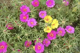 号称“死不了”的花，为啥养死了？太阳花养殖技巧，第二条是重点图片