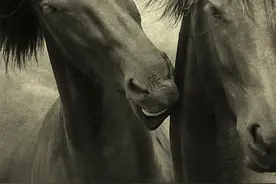 内置壁纸：Smartisan经典奔马系列壁纸图片