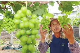 “葡萄中的爱马仕”！三亚成功引种“阳光玫瑰”葡萄图片