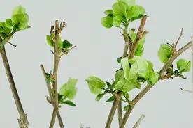 三角梅发芽后又枯萎了，什么原因，如何解决？图片