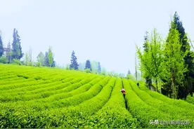 重庆8000亩茶园，景美人少不收门票，却少有游客知道图片