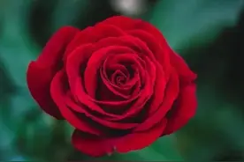 一篇美玉缀玫瑰，八首玫瑰小诗，美到令人心醉图片