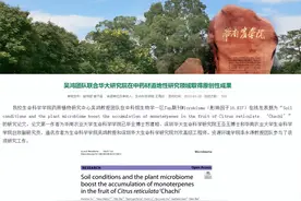 重大科研突破！新会陈皮与普通陈皮真的不一样图片