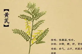 汤头歌诀—补中益气汤图片