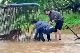 天降暴雨，俩男子绕路趟水救被淹小狗崽图片