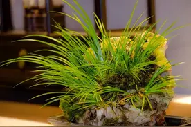 曾是河边的杂草，如今化身为“高档盆景”，有钱人都爱养图片