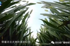 《大河之北》：在古往今来中看见立体河北图片