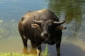 我们家乡一直流传下来的民间故事图片